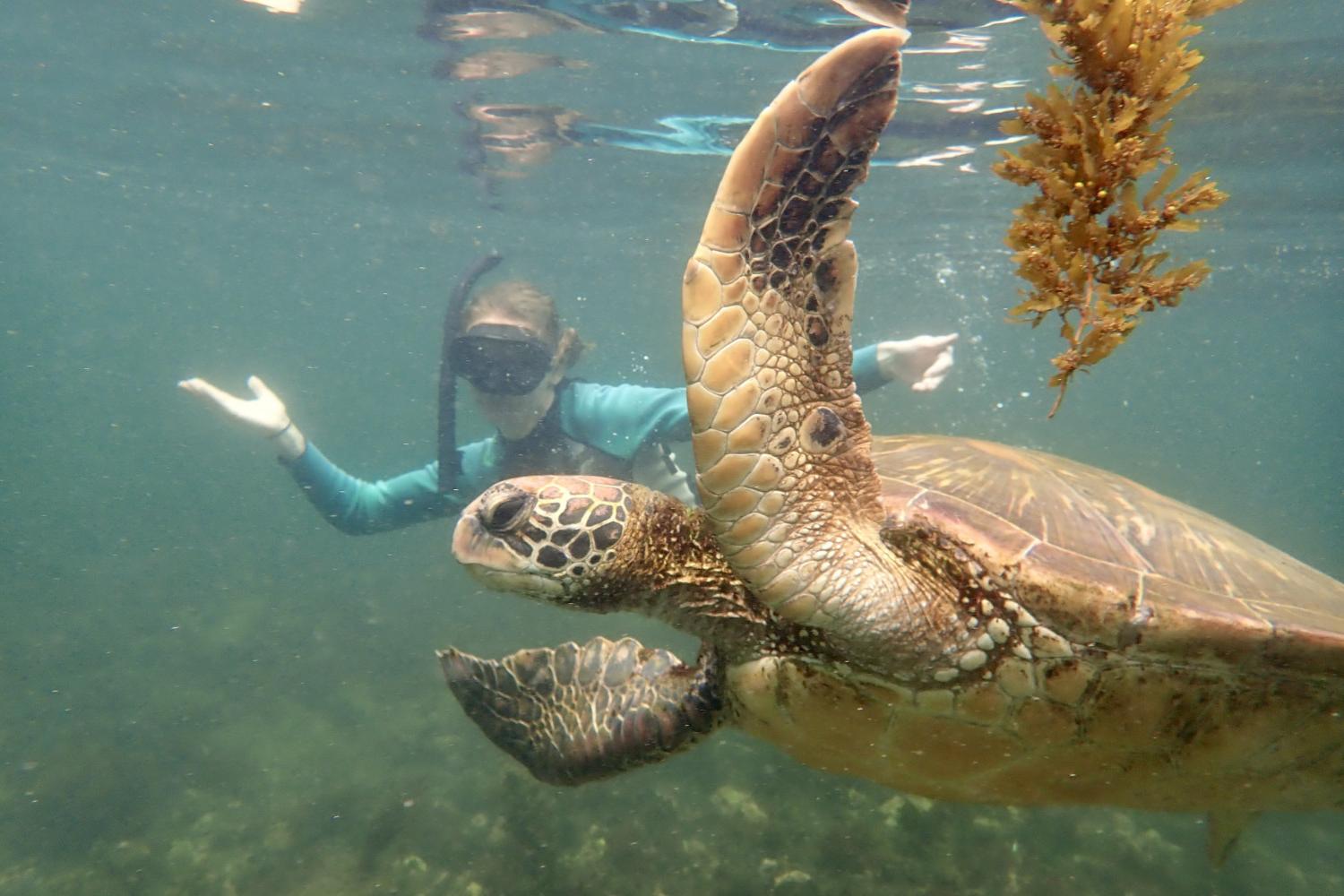 一名<a href='http://zcq.sno.cskz58.com'>bv伟德ios下载</a>学生在Galápagos群岛游学途中与一只巨龟游泳.